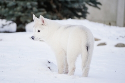 Hope - Wspolne zabawy szczeniat 11 tygodni